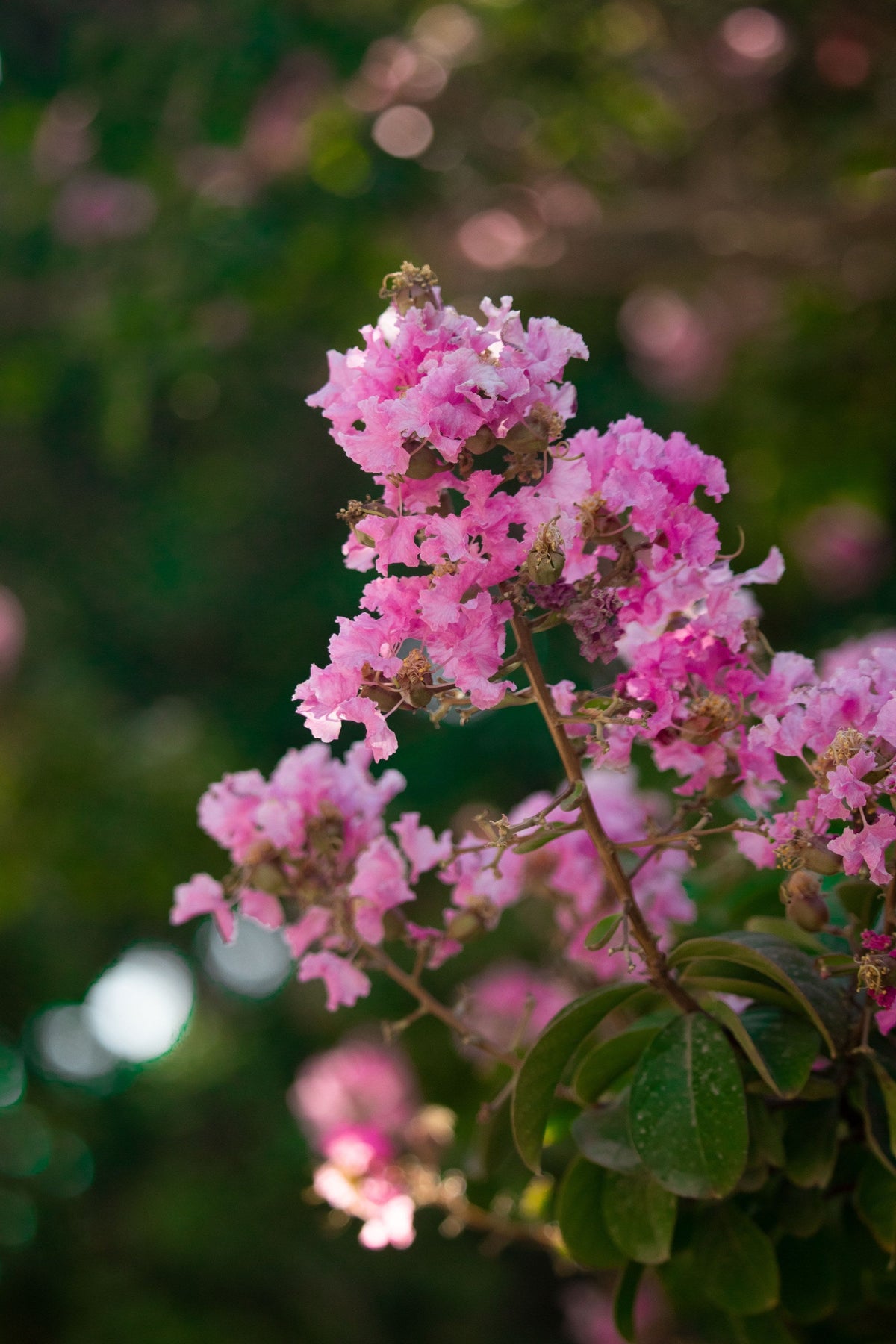 Fleurs roses