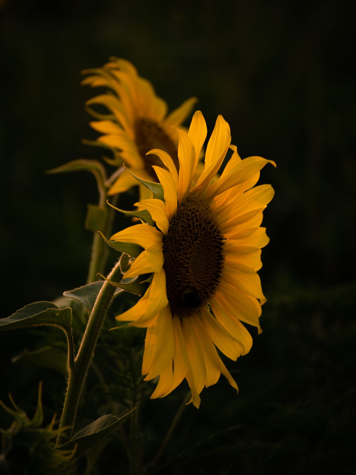 Tournesol