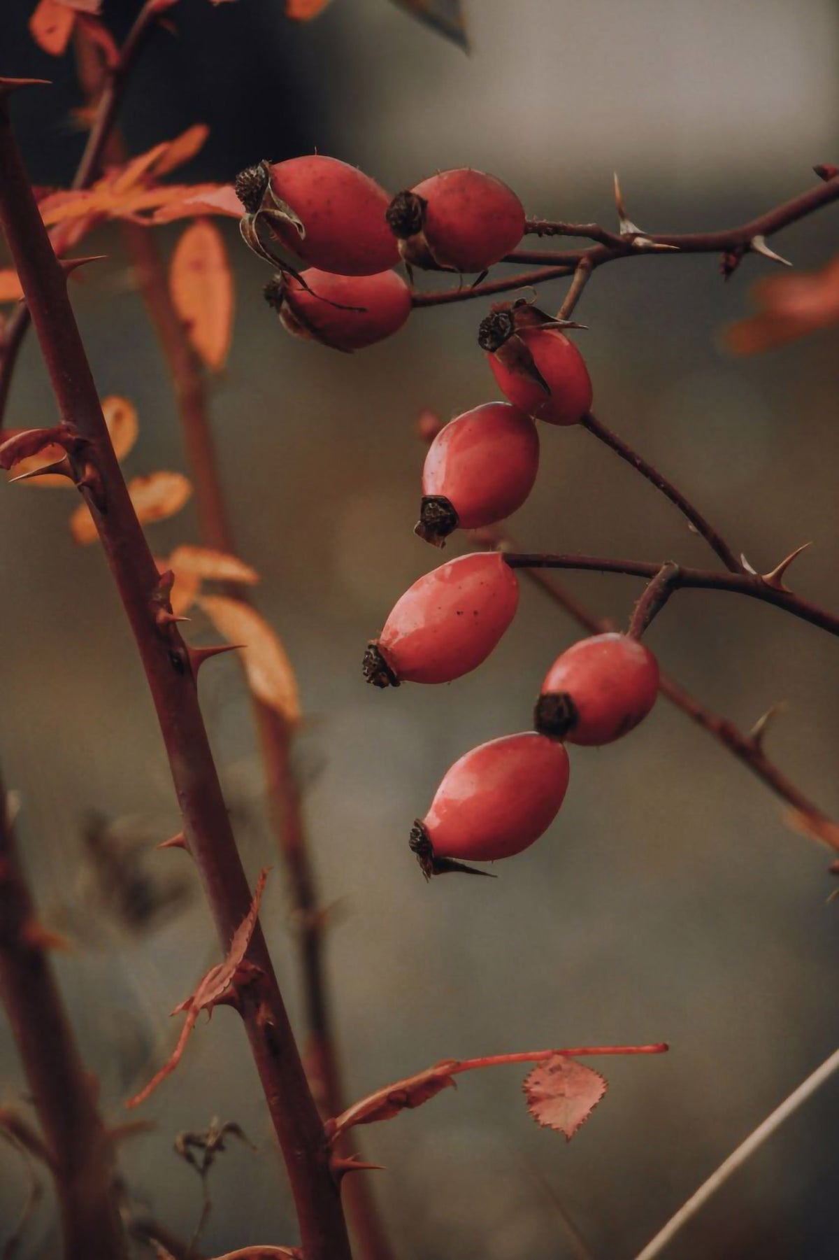 Fruits d'églantier