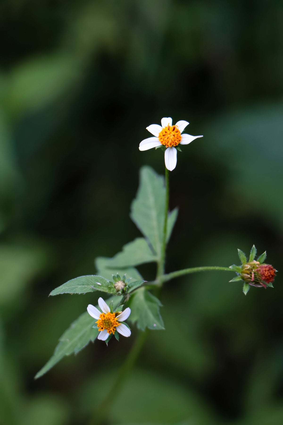 Fleur blanche et orange