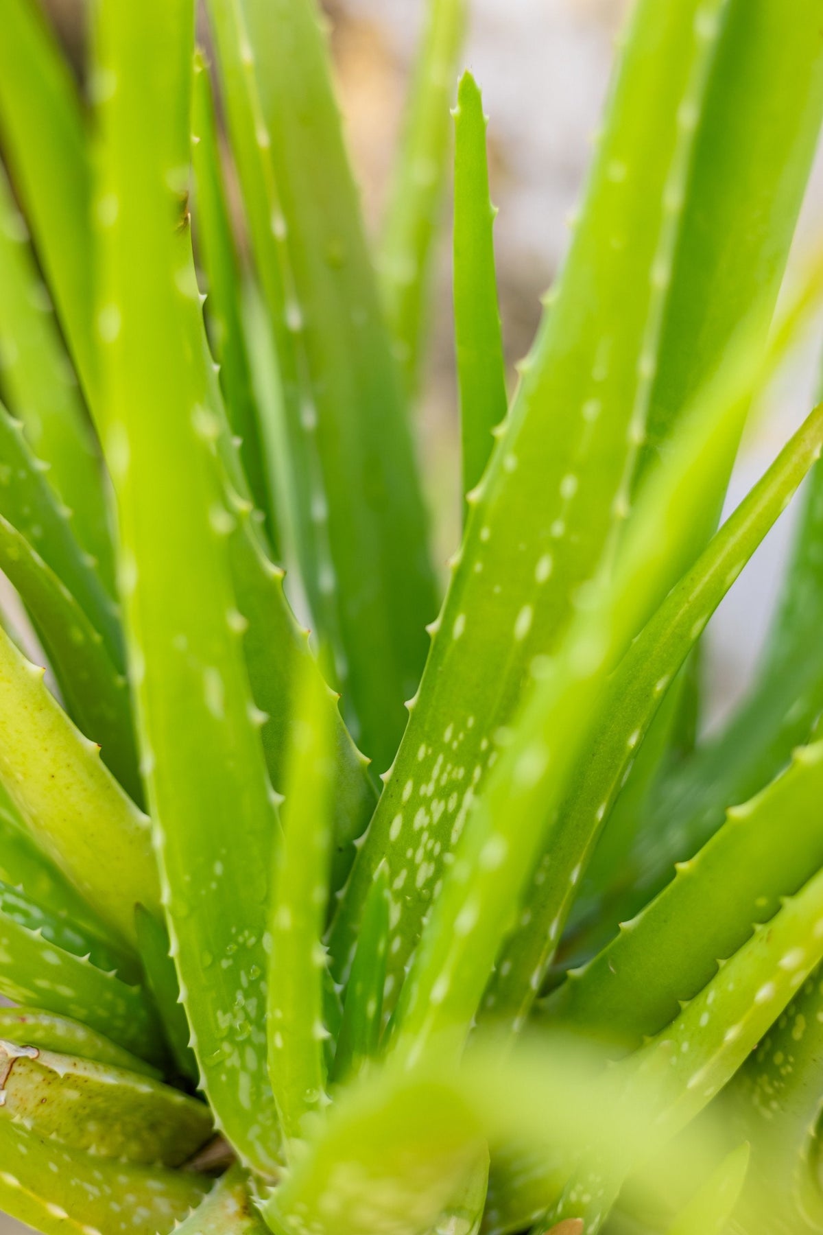 Feuilles d'aloe vera