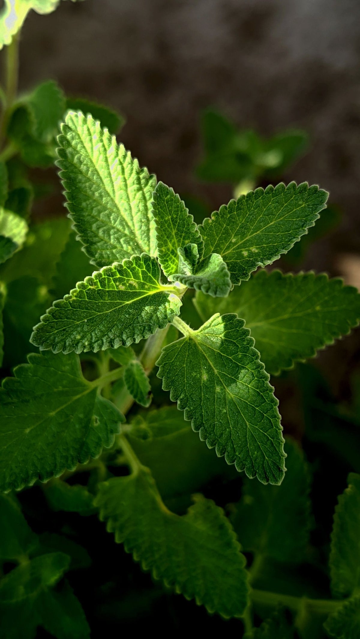 Feuilles de plante aromatique