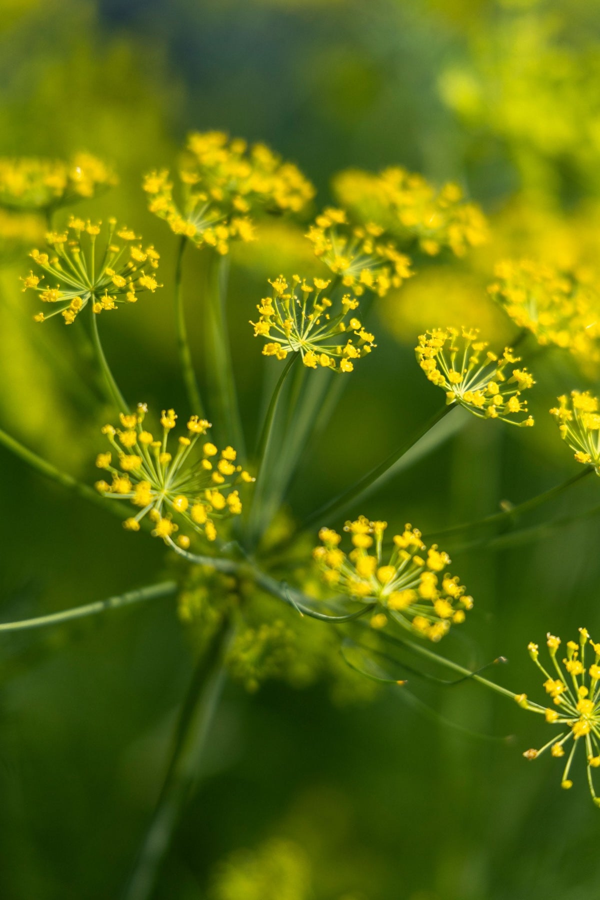 Ombelles de galbanum, note de parfum