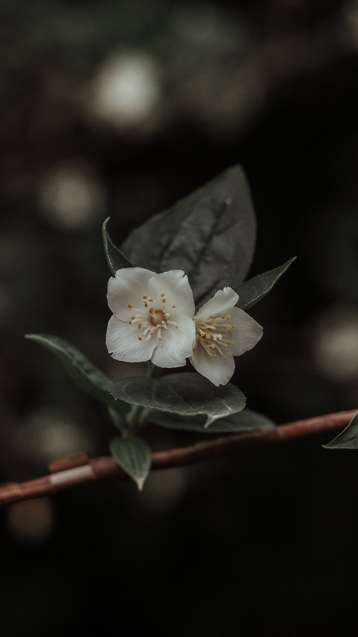 Fleurs blanches de jasmin