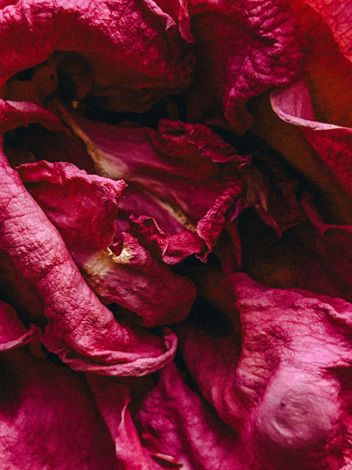 Pétales de rose séchés, note de parfum